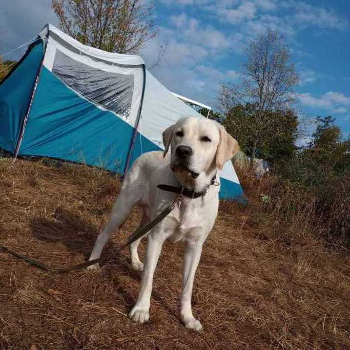 Kin, pet sitter in Waalre, photo 2