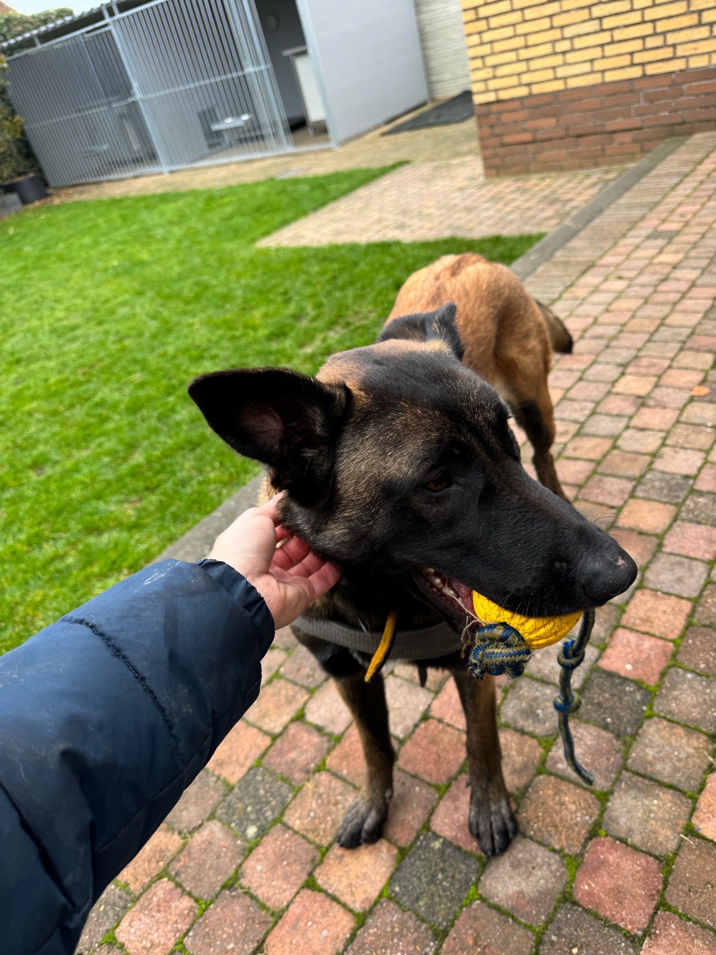 Karlijn, pet sitter in Melderslo, photo 4
