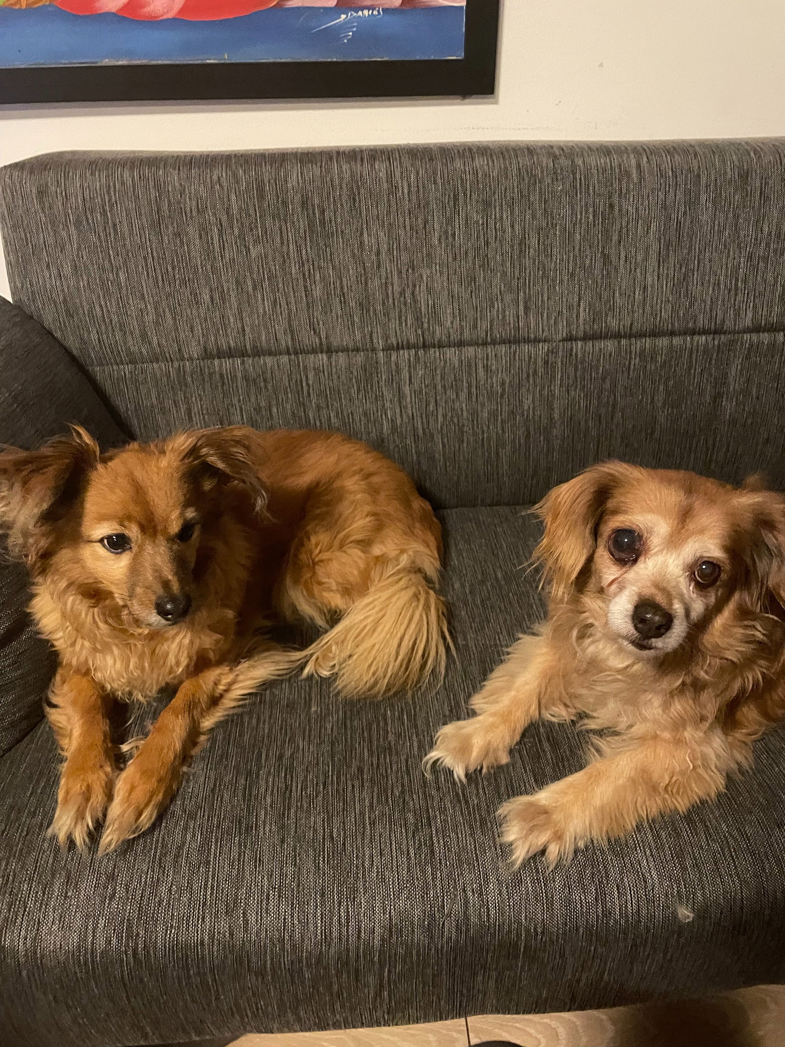 Luana, pet sitter in Maastricht, photo 1