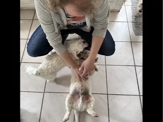 Olga, pet sitter in Leiden, photo 4