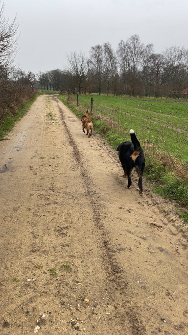 Maud, pet sitter in Keijenborg, photo 2