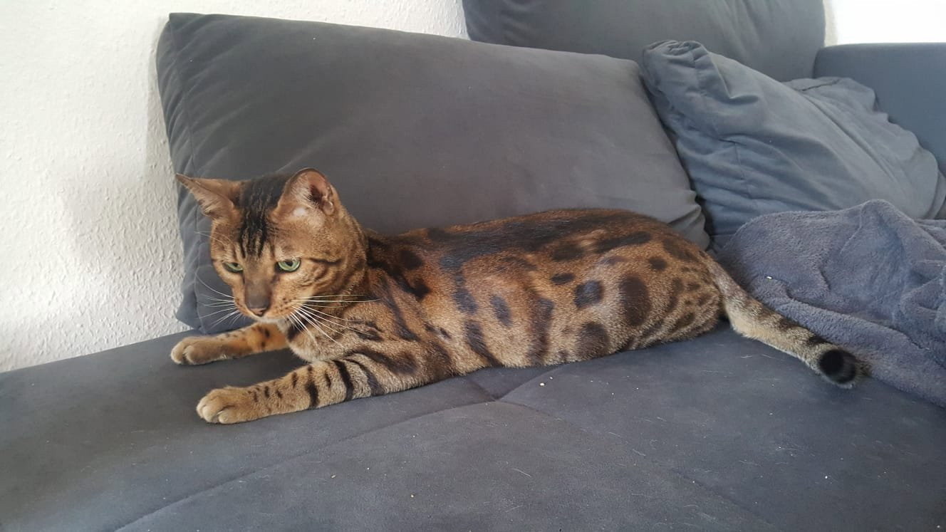 Sophie, Tiersitter in Berlin, Foto 1