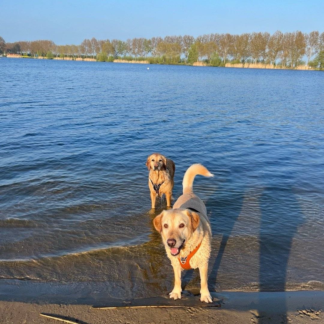 Melanie, pet sitter in Alphen aan den Rijn, photo 3