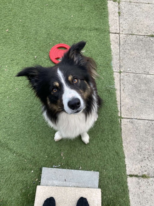 Sjoerd, pet sitter in Castricum, photo 1