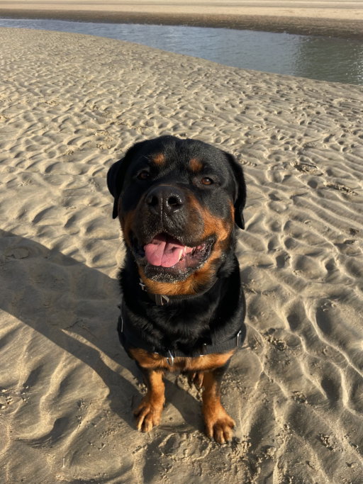 Jasmijn, dierenoppas in Hoofddorp, foto 5