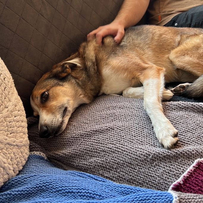 Marlies, pet sitter in Rotterdam, photo 3