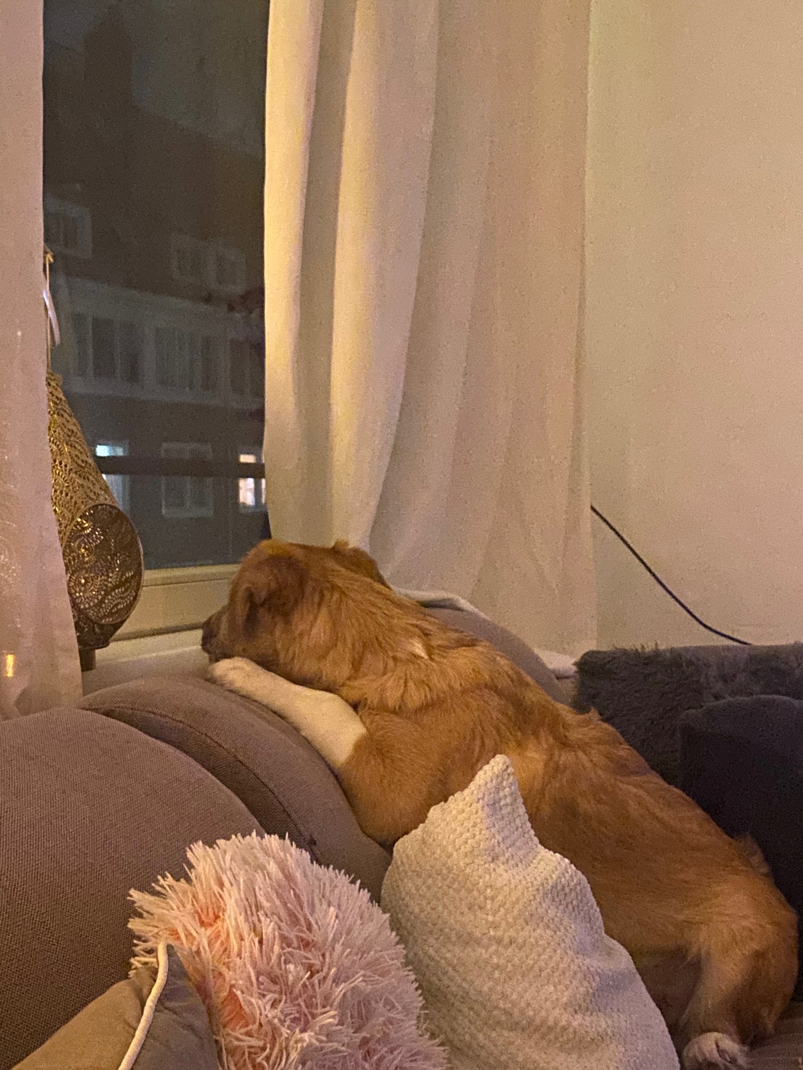 Farah, pet sitter in Amsterdam, photo 2