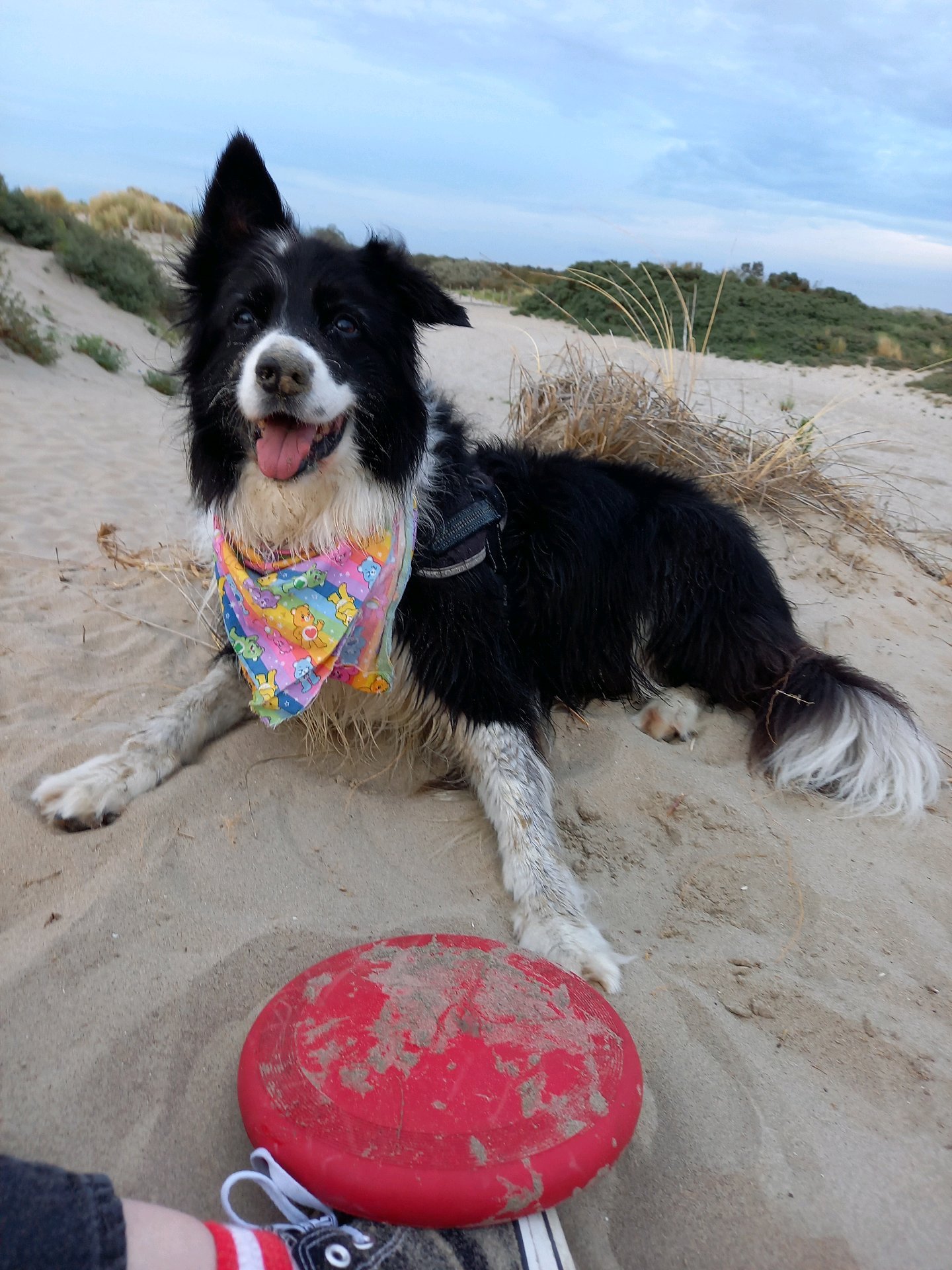 Jessica, pet sitter in Rotterdam, photo 4