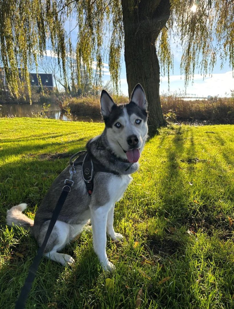 Nick, pet sitter in Monnickendam, photo 1