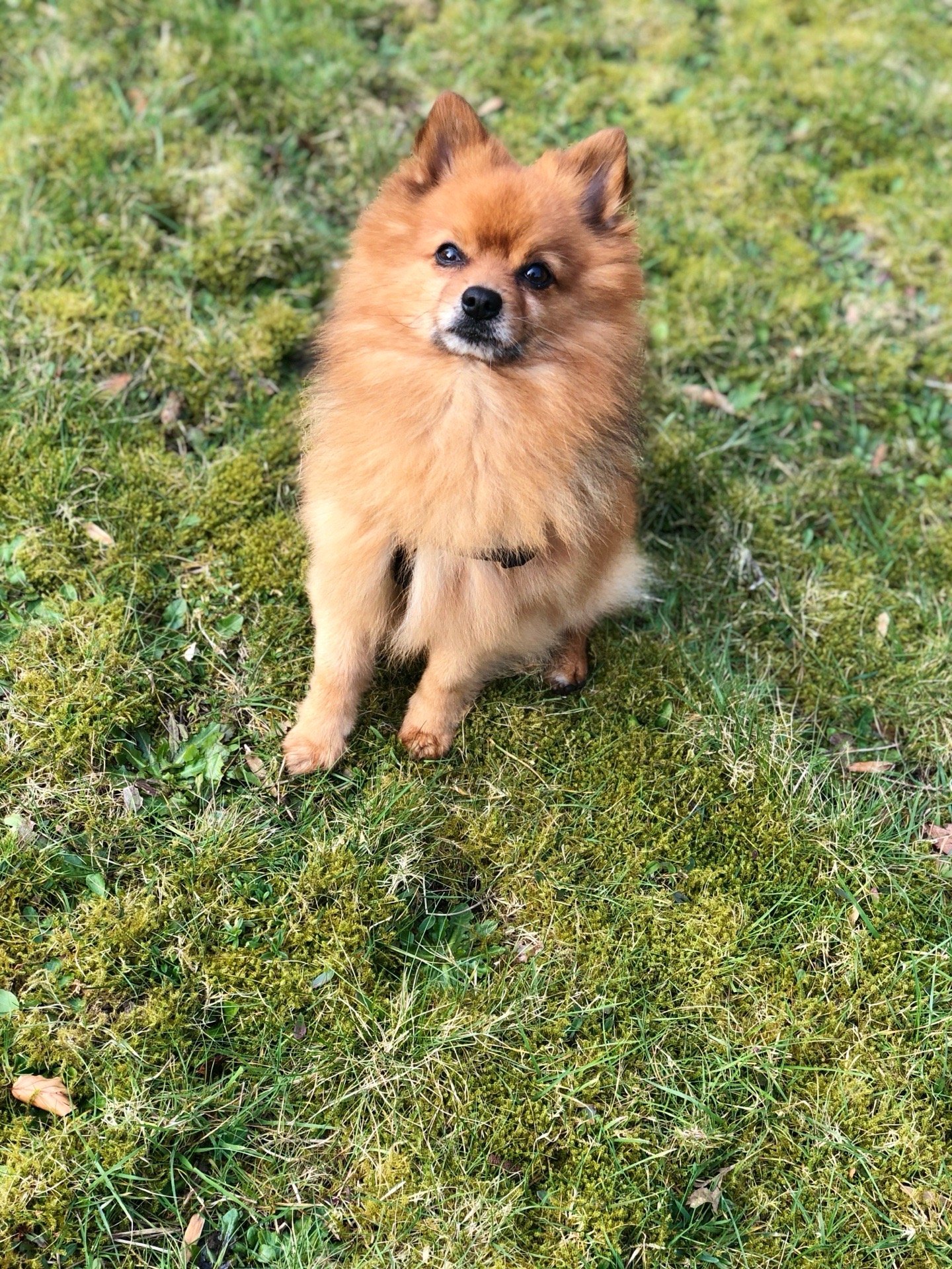 Su, pet sitter in Arnhem, photo 4