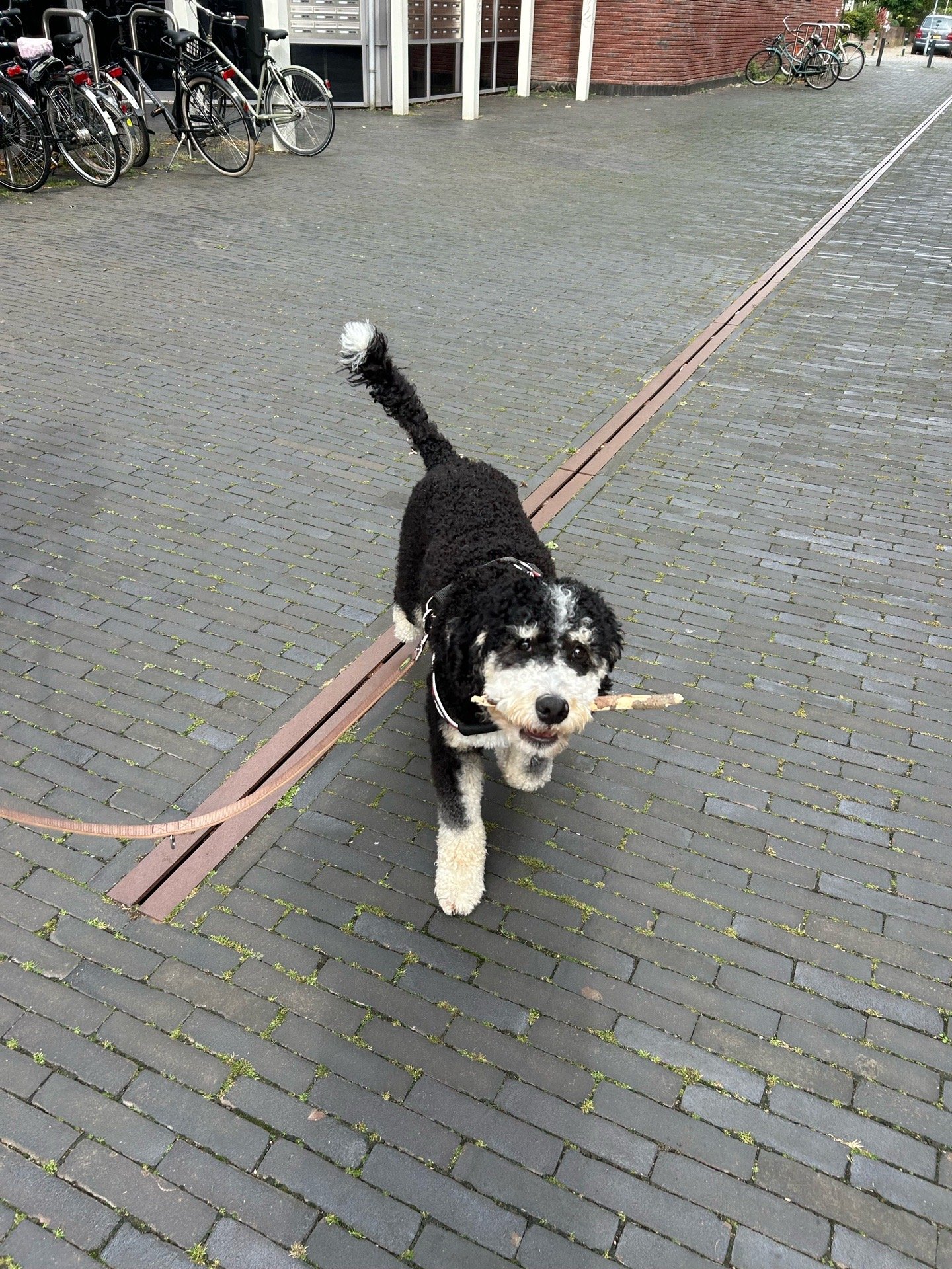 Maarten, pet sitter in Breda, photo 5