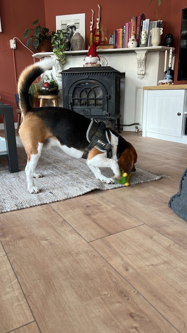 Marlies, pet sitter in Rotterdam, photo 5