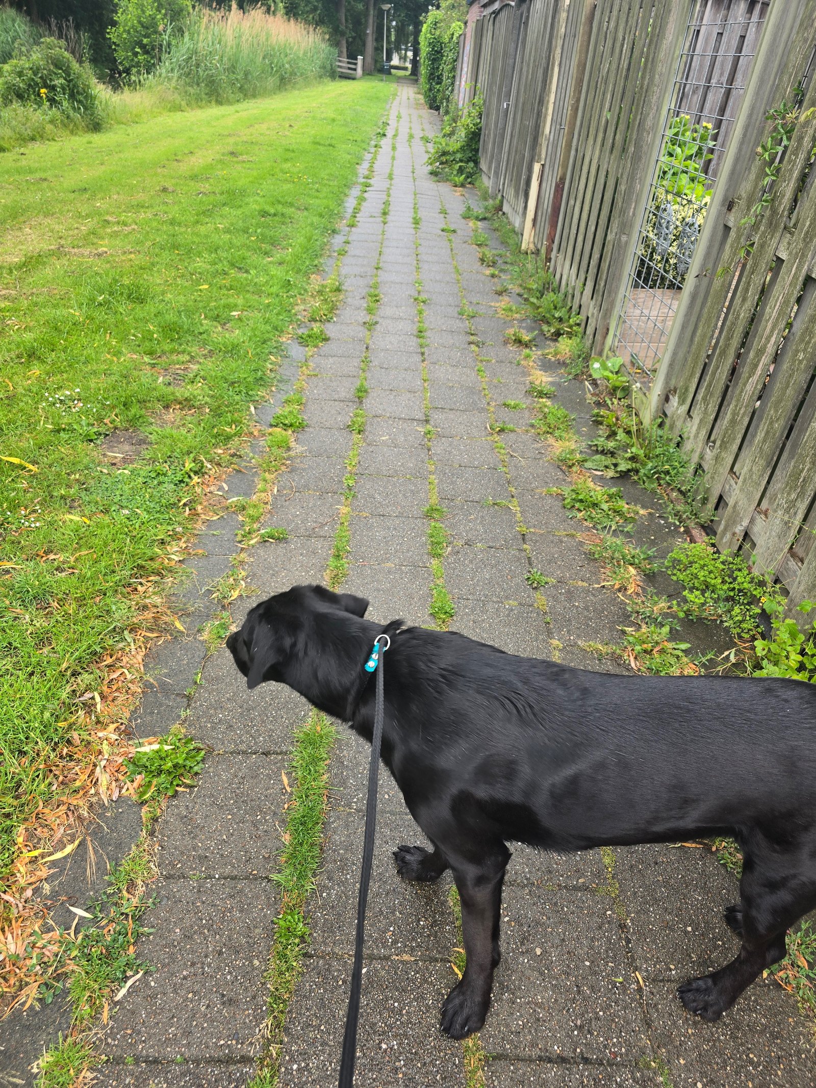 Rudy, pet sitter in Rockanje, photo 5