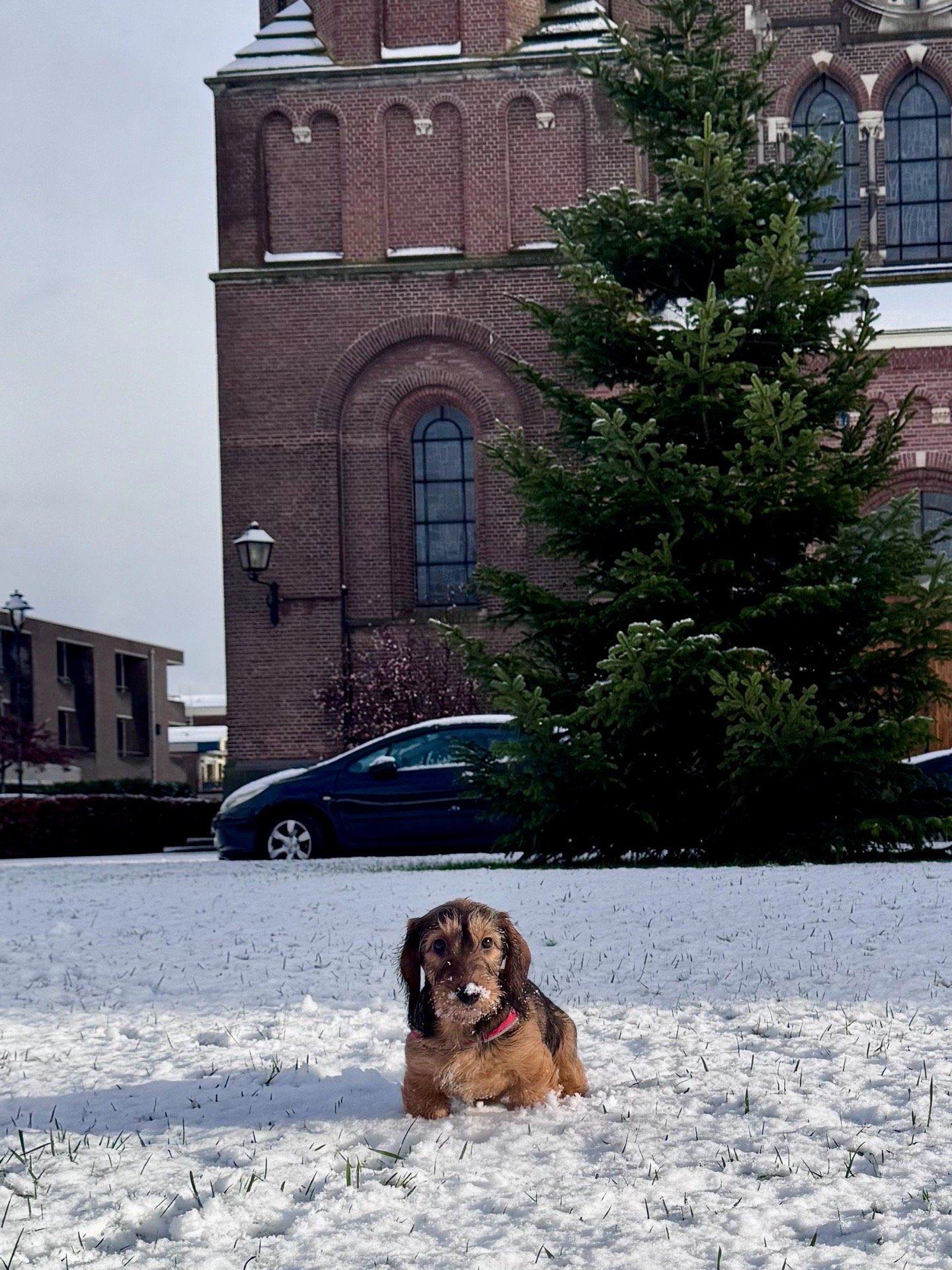 laura, pet sitter in Uden, photo 3