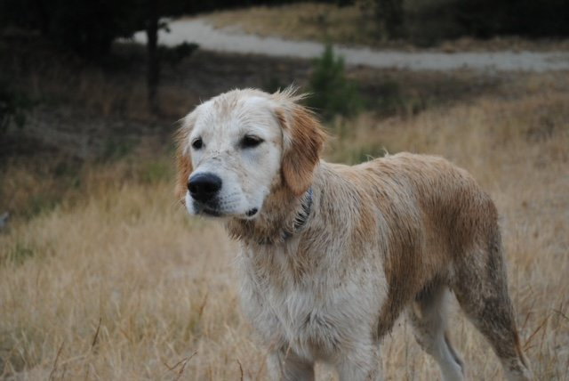 Britt, pet sitter in Tilburg, photo 5