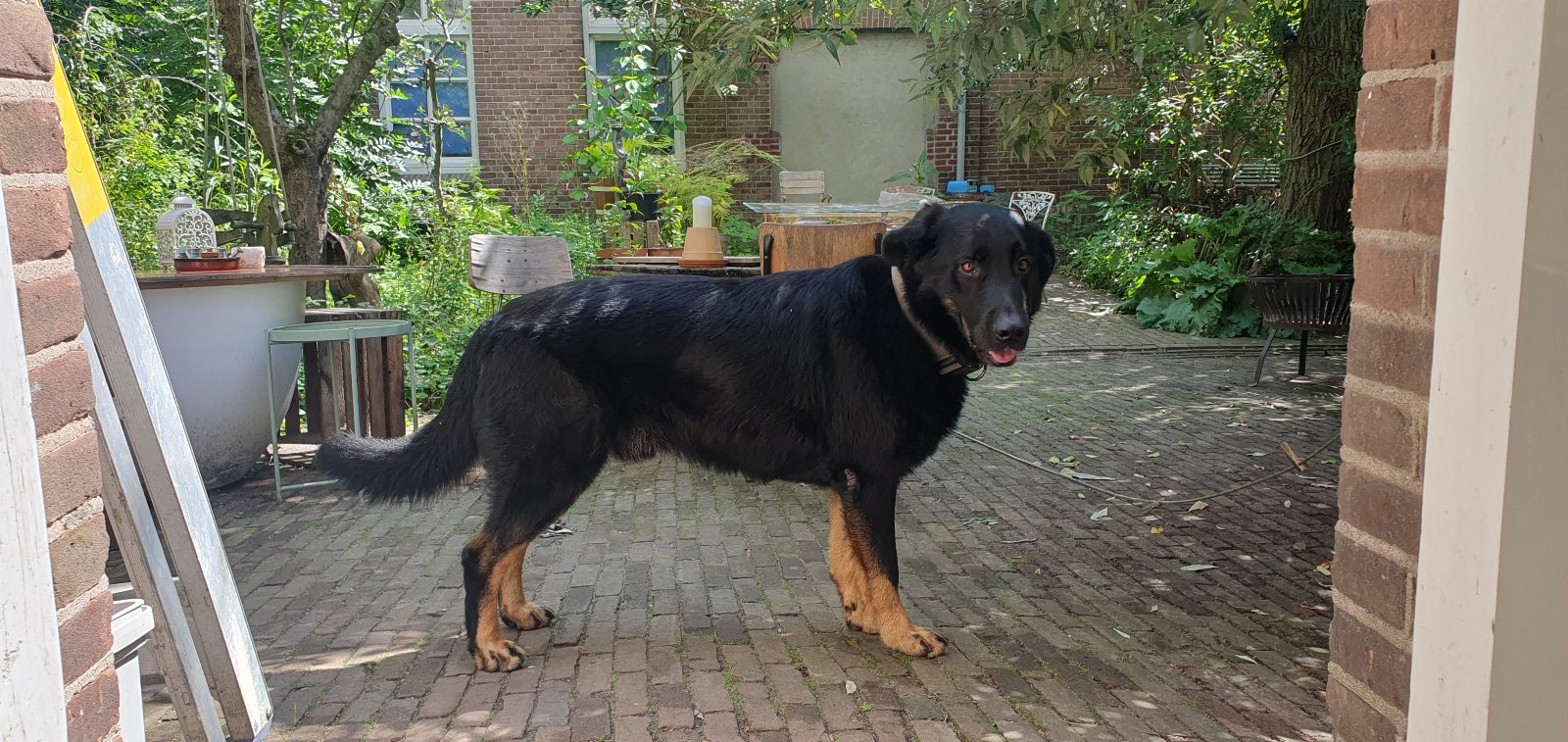 Margo, dierenoppas in Wageningen, foto 1
