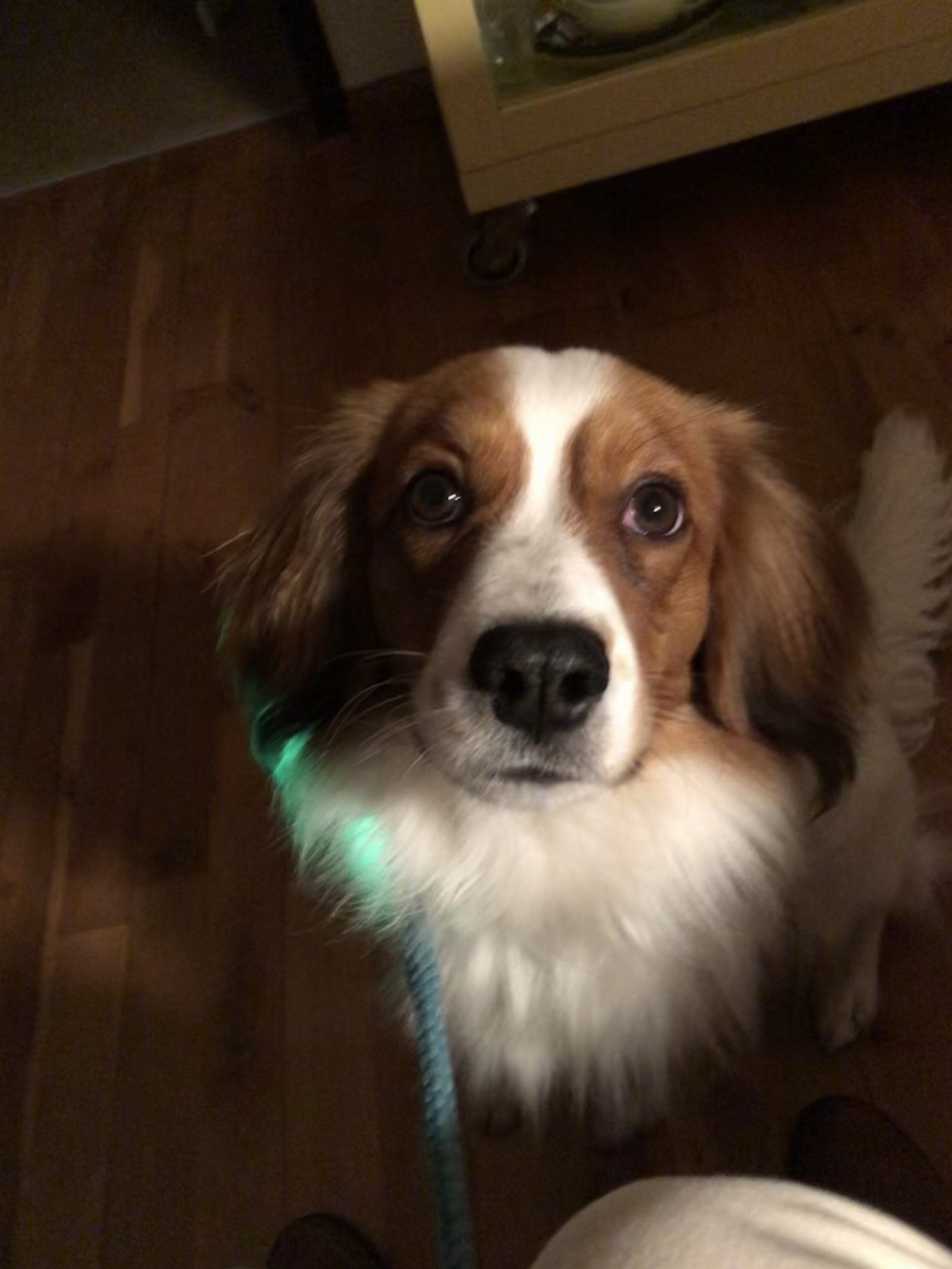 Elisa, pet sitter in Castricum, photo 4
