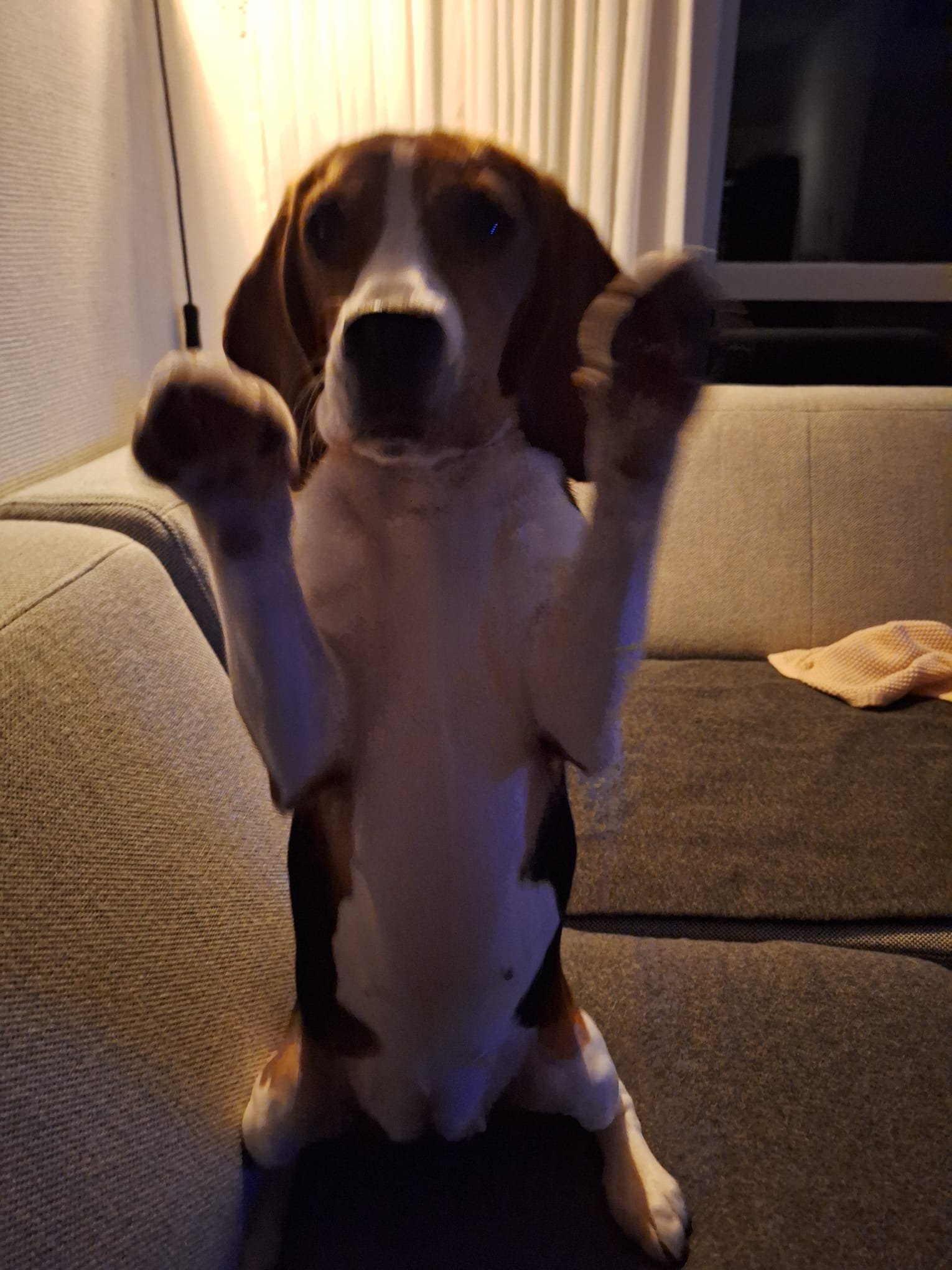 Annemarie, dierenoppas in Nijmegen, foto 4