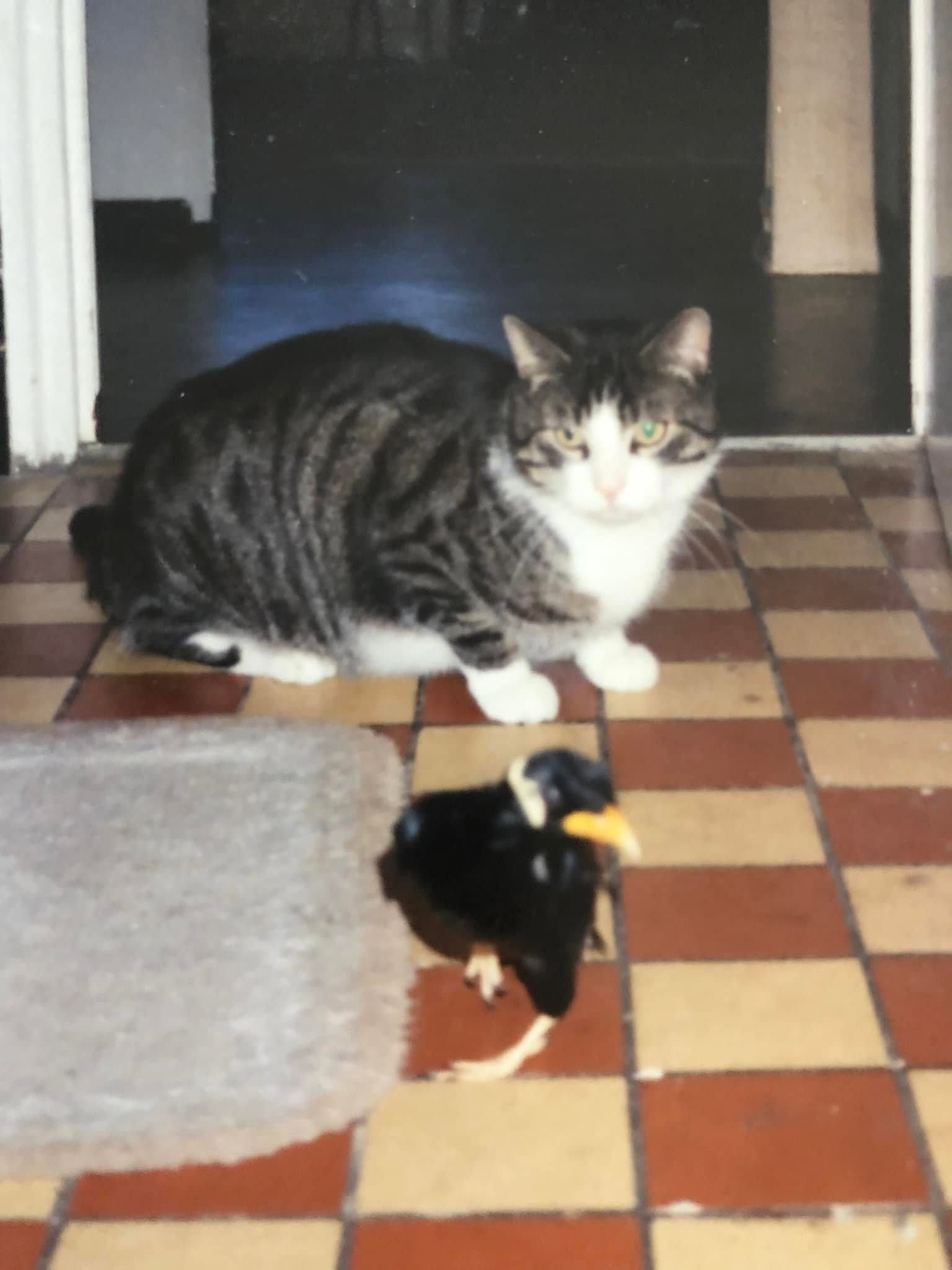 Silke, Tiersitter in Berlin, Foto 5