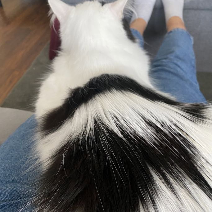 Lena, pet sitter in Rotterdam, photo 5