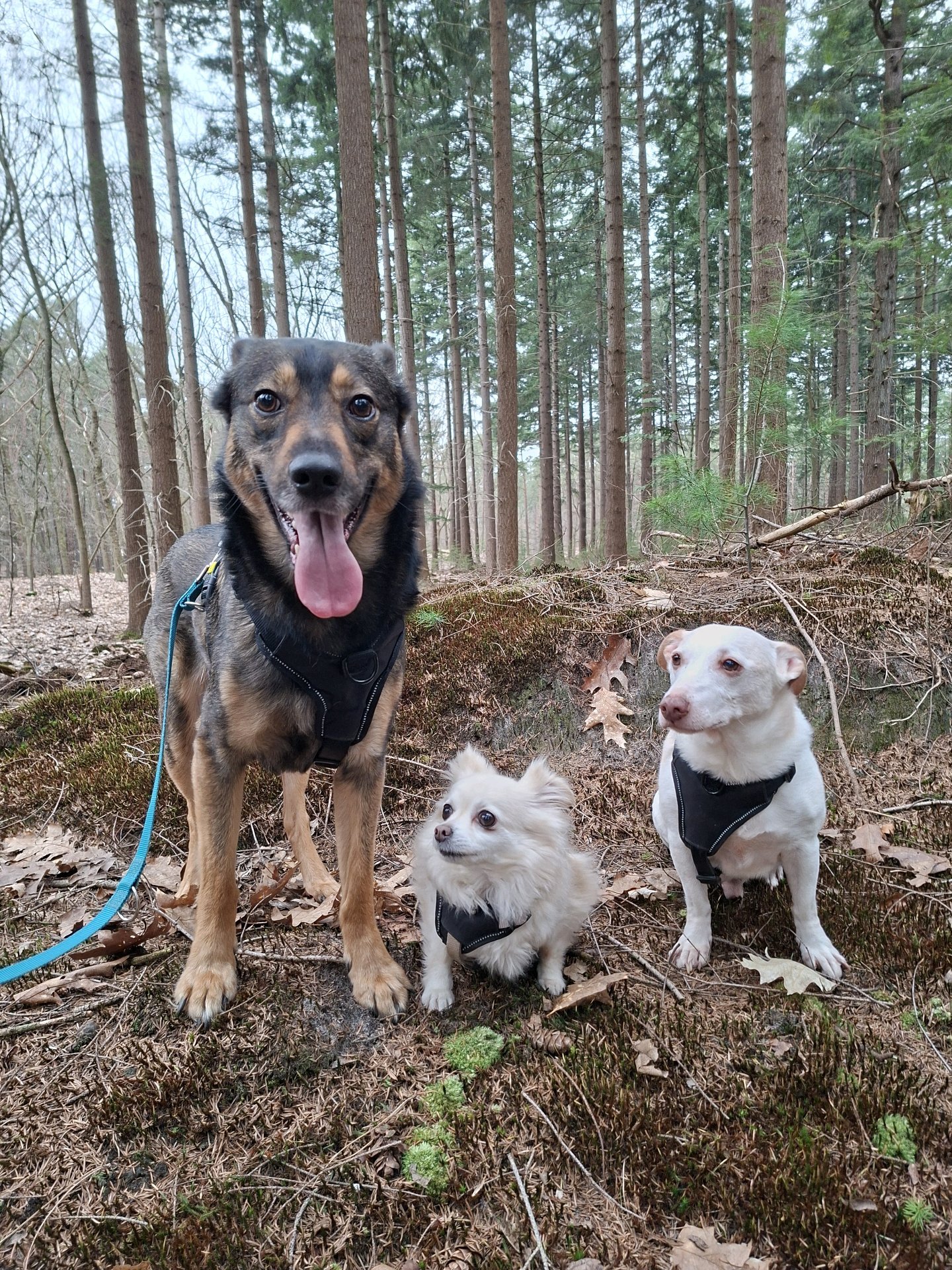 nanda, pet sitter in Nunspeet, photo 3