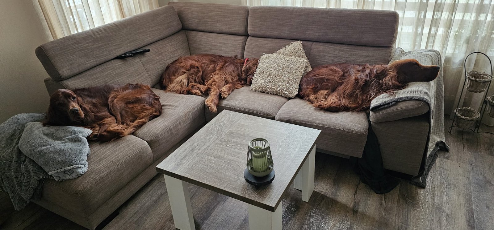 Brenda, pet sitter in oosterwolde, photo 3