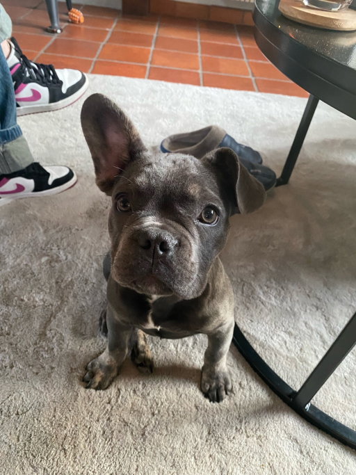 Felice, pet sitter in Amsterdam, photo 5
