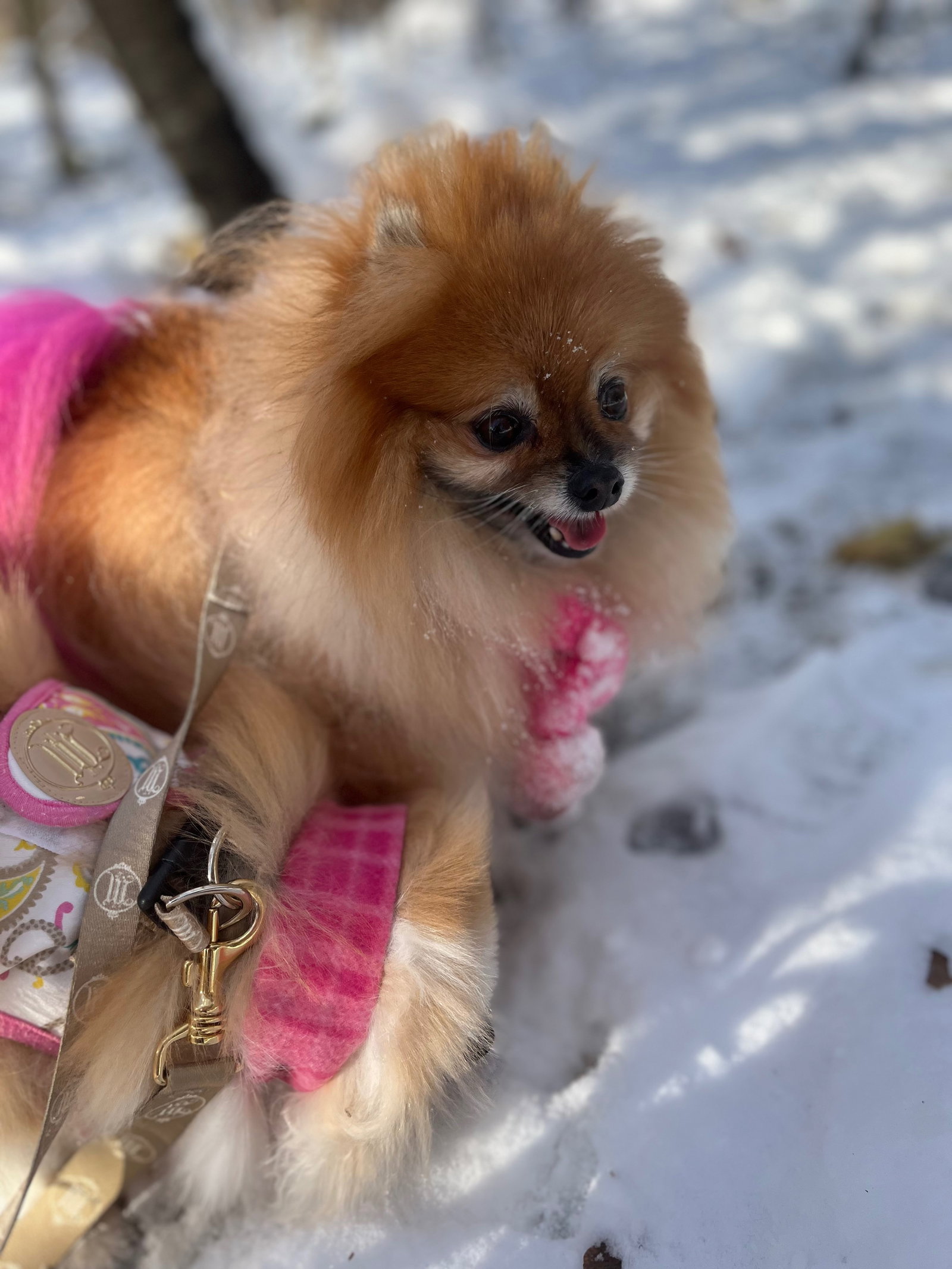 Ivana Back Stüpp, pet sitter in Putzbrunn, photo 2