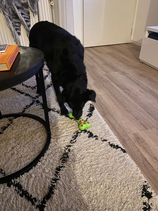 Jordan, pet sitter in Utrecht, photo 5