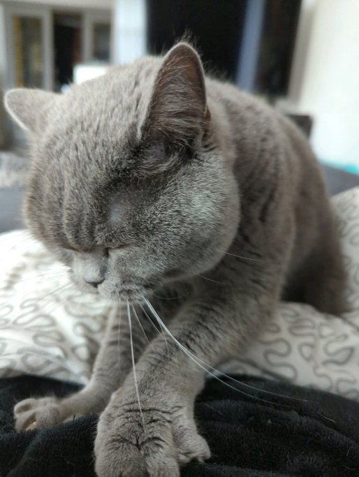 Sabine, pet sitter in 's-Gravenhage, photo 1
