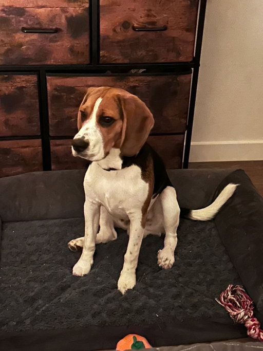 Girish, pet sitter in Eindhoven, photo 1