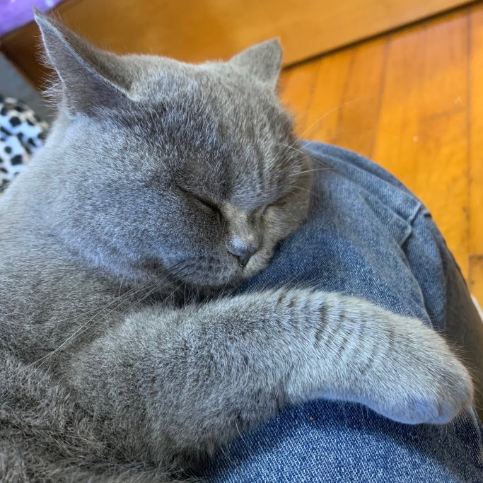 Jazmin, pet sitter in Amsterdam, photo 4