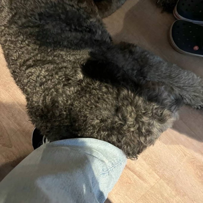 Crace, pet sitter in Nijmegen, photo 5
