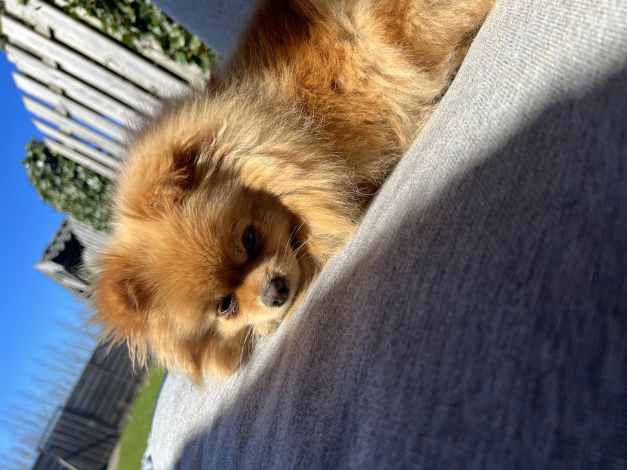 Yael, pet sitter in Gouderak, photo 1