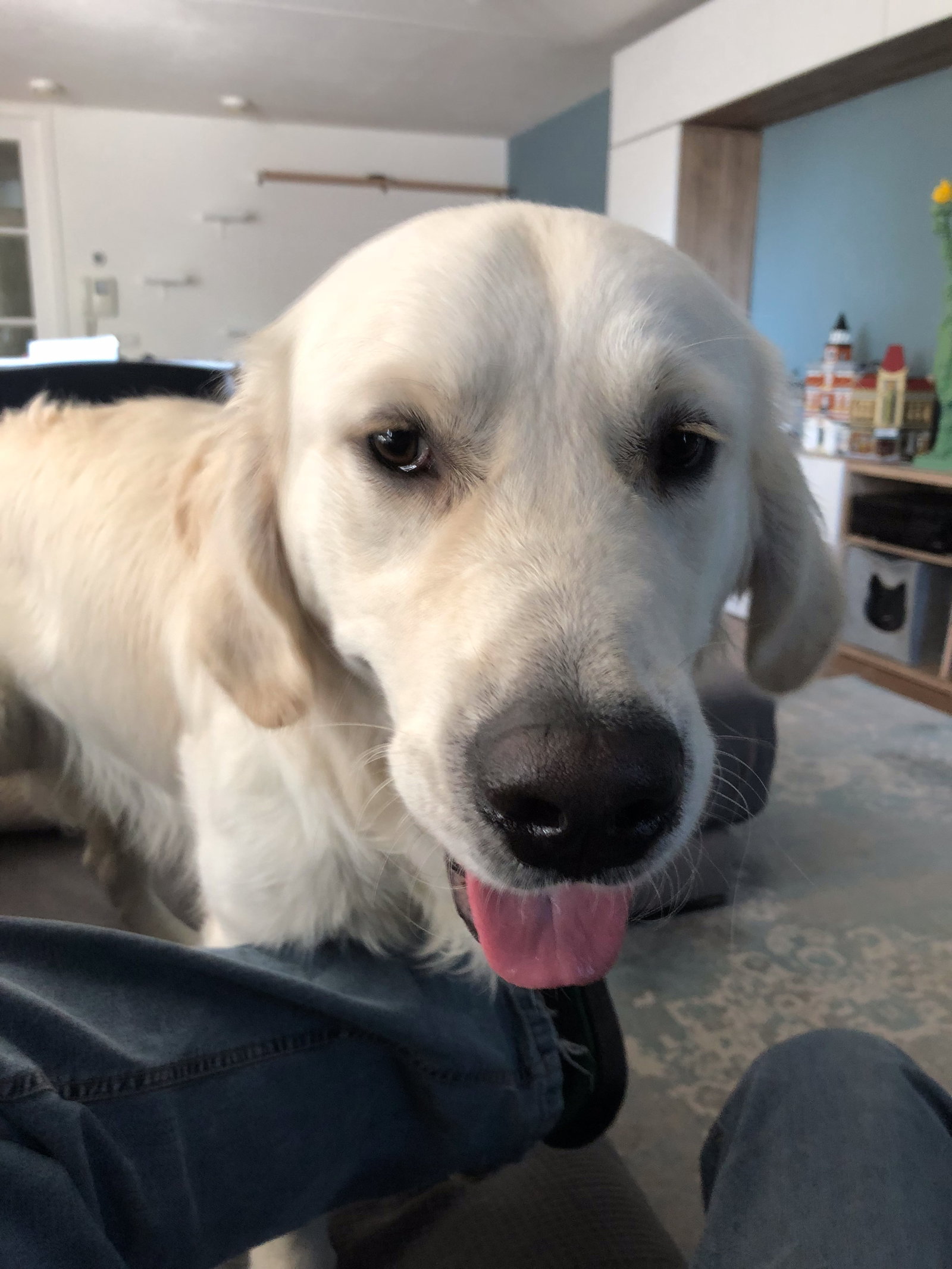 Johannes, pet sitter in Amstelveen, photo 4