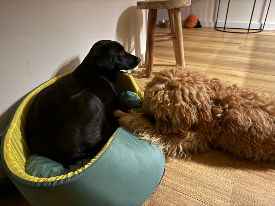 Gautham, pet sitter in Amsterdam, photo 4