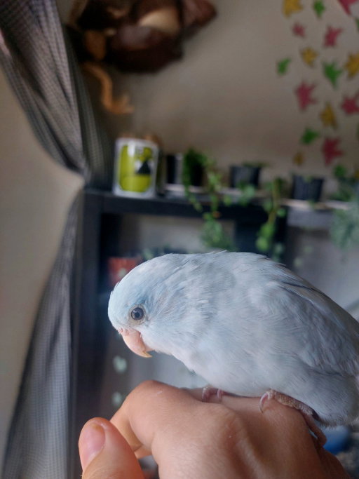 Hannah, pet sitter in Guttecoven, photo 5