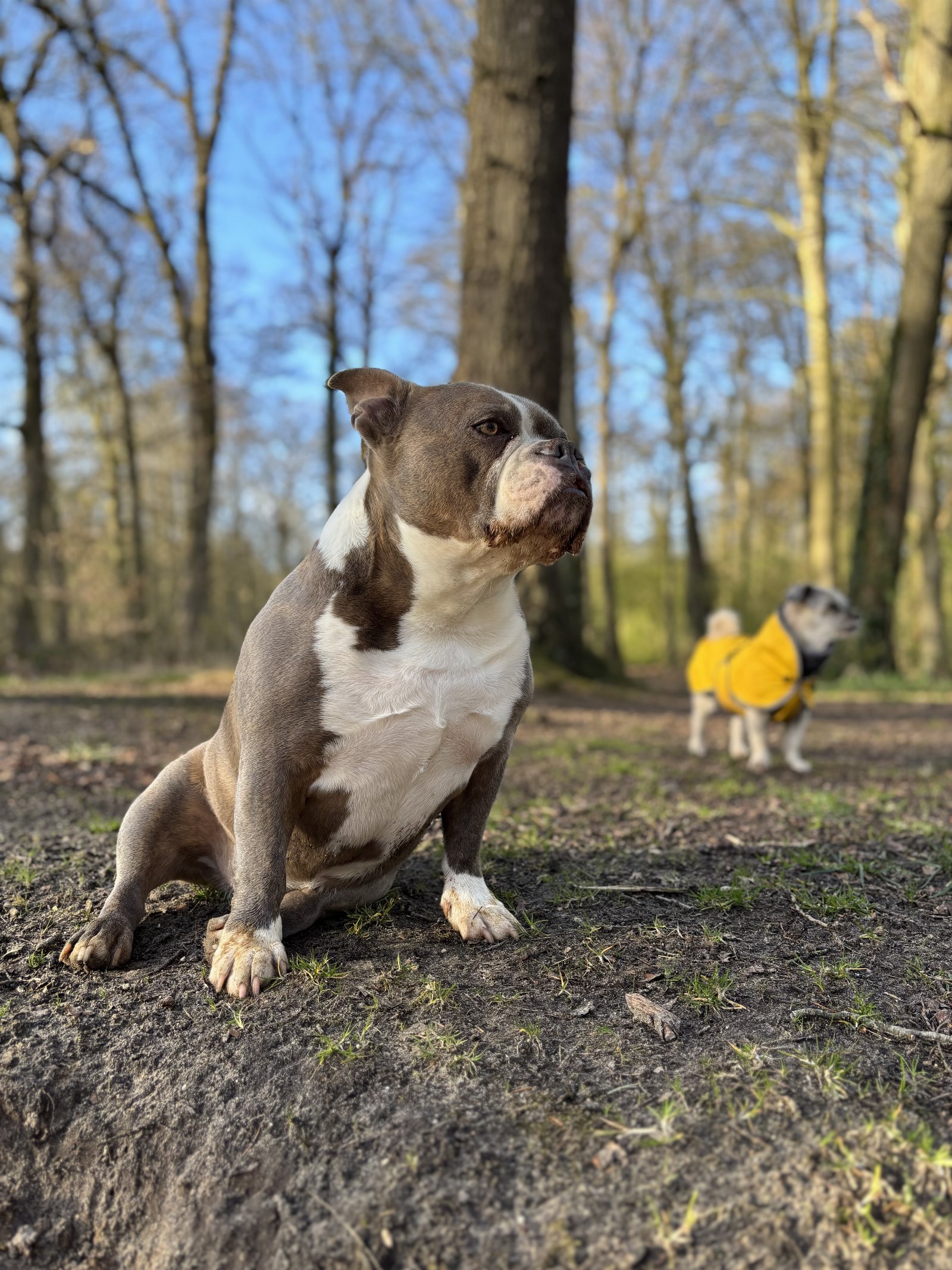 Elwine en Brigitte, pet sitter in Borculo, photo 5
