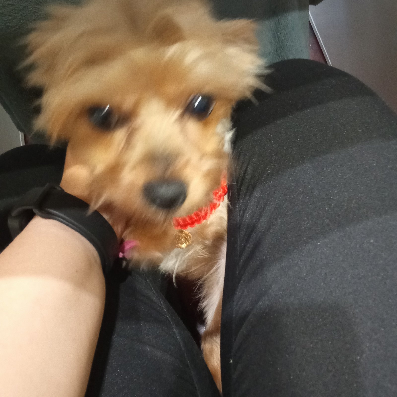 Isabela, pet sitter in Amsterdam, photo 2