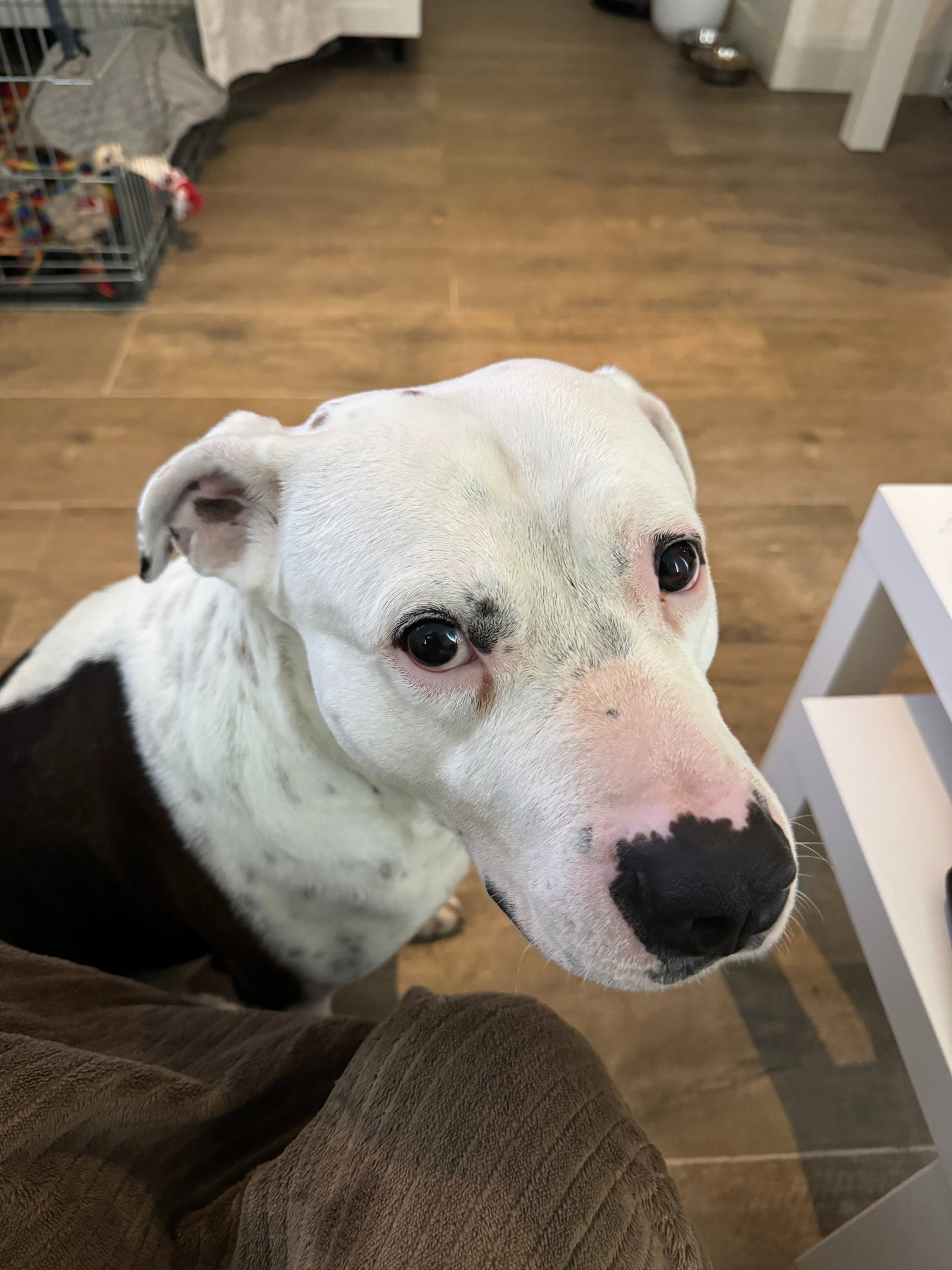 Amanda, pet sitter in Tilburg, photo 4