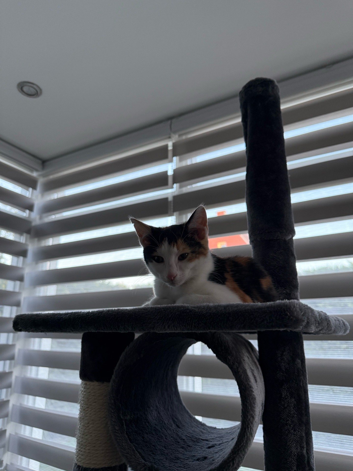 Rosana, pet sitter in Hapert, photo 4