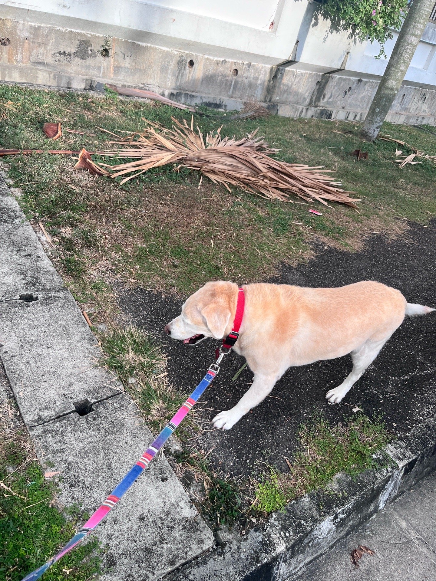 Jingxu, pet sitter in 's-Gravenhage, photo 4