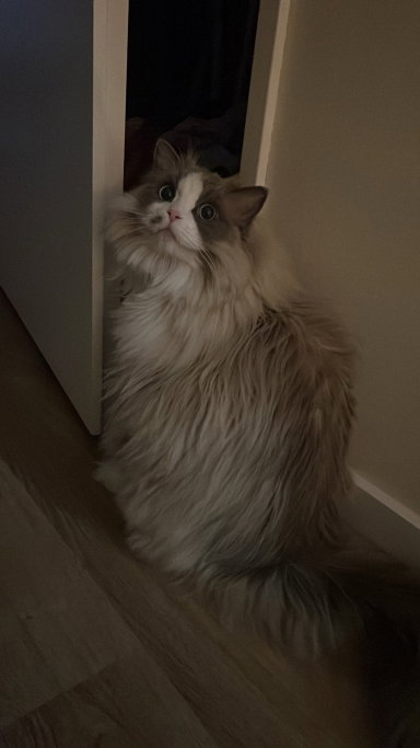 Brooklyn, pet sitter in Roermond, photo 5