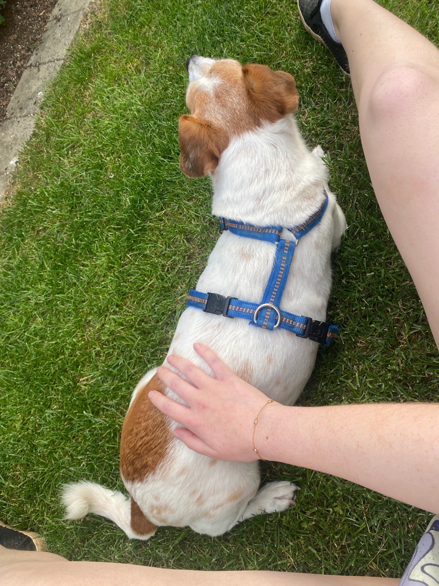 Nicole, pet sitter in Amsterdam, photo 2