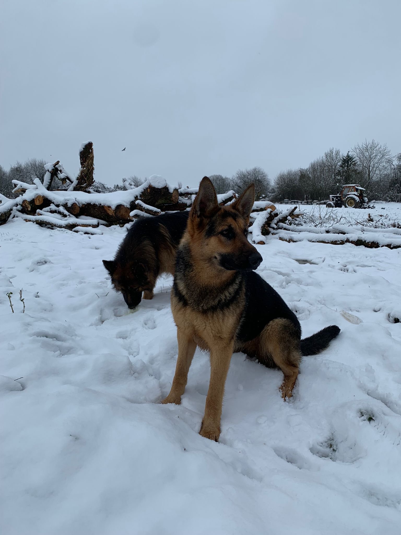 Gretta, pet sitter in Amsterdam, photo 2
