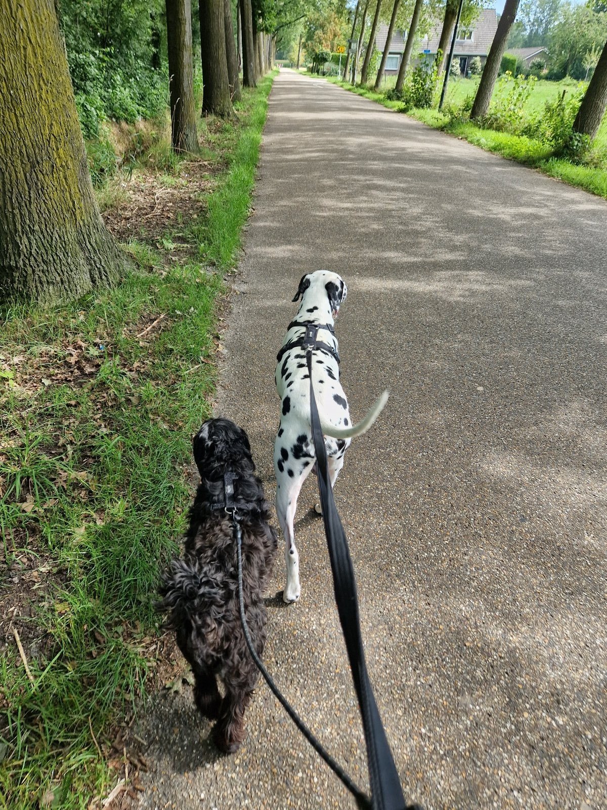 Karin, pet sitter in 's-Hertogenbosch, photo 2