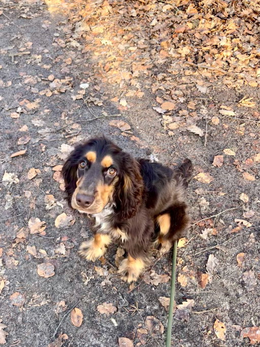 Marlene, Tiersitter in Hamburg, Foto 4
