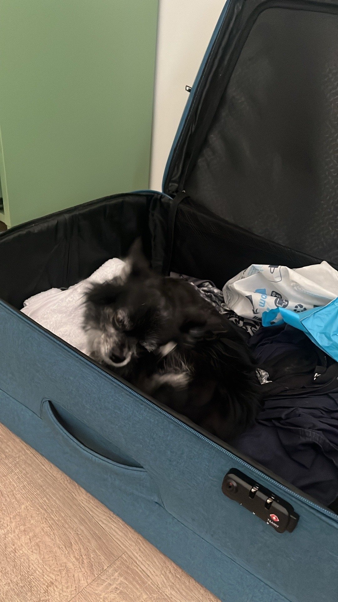 Edith, pet sitter in Amsterdam, photo 5