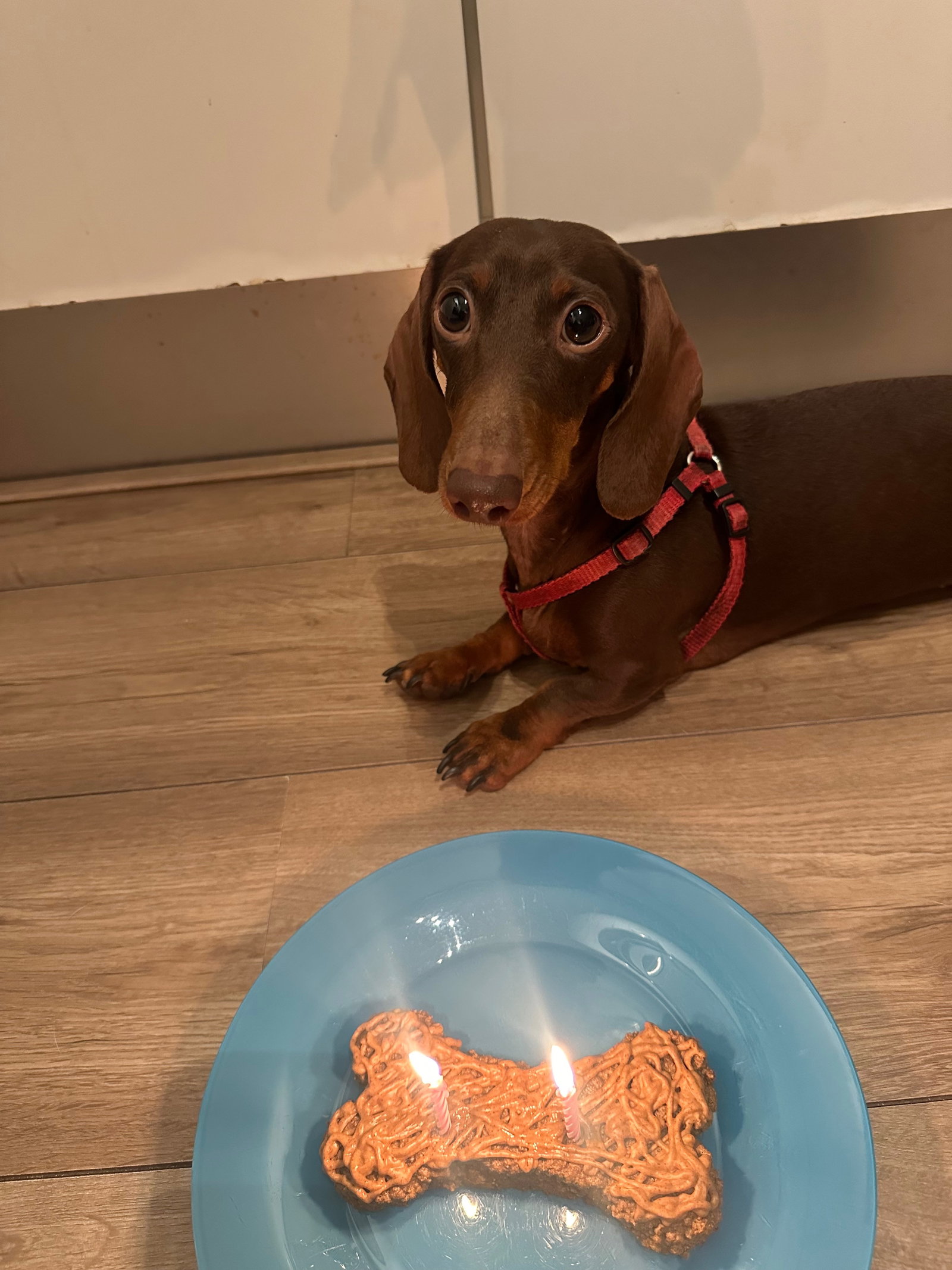Aliki, pet sitter in Amsterdam, photo 2