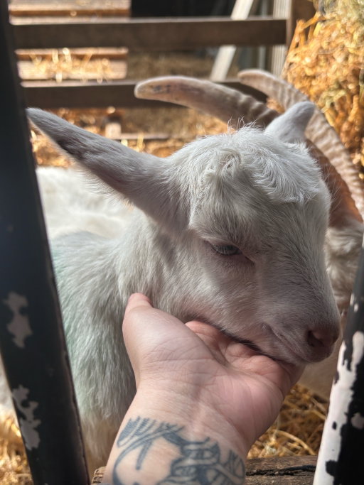 Sam, pet sitter in Diemen, photo 1